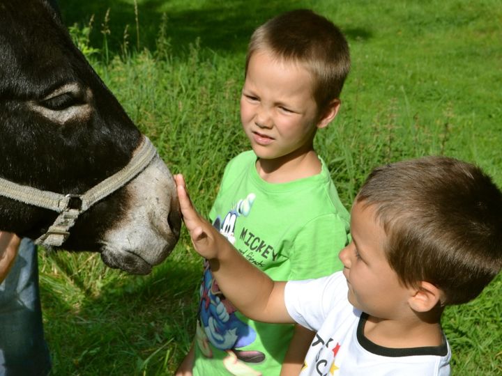 Landschaftspflege mit Esel