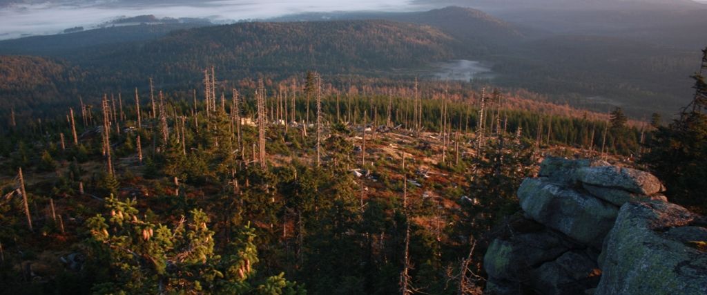 National Park Bavarian Forest