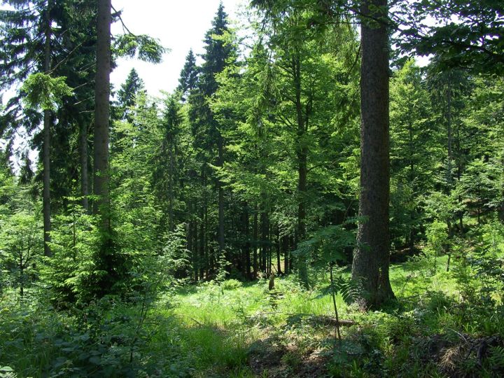 Wald im Sommer