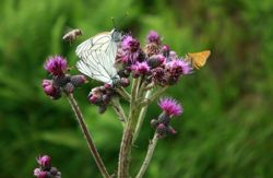 Schmetterlinge