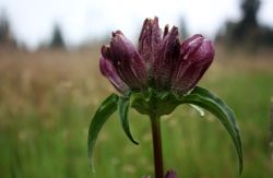 Ungarischer Enzian (Gentiana pannonica)