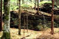 Stachelhauser Forst Stachelhauser Forst