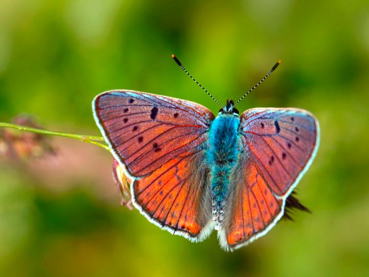 Violetter Feuerfallter_Bildautor: R.Ritt