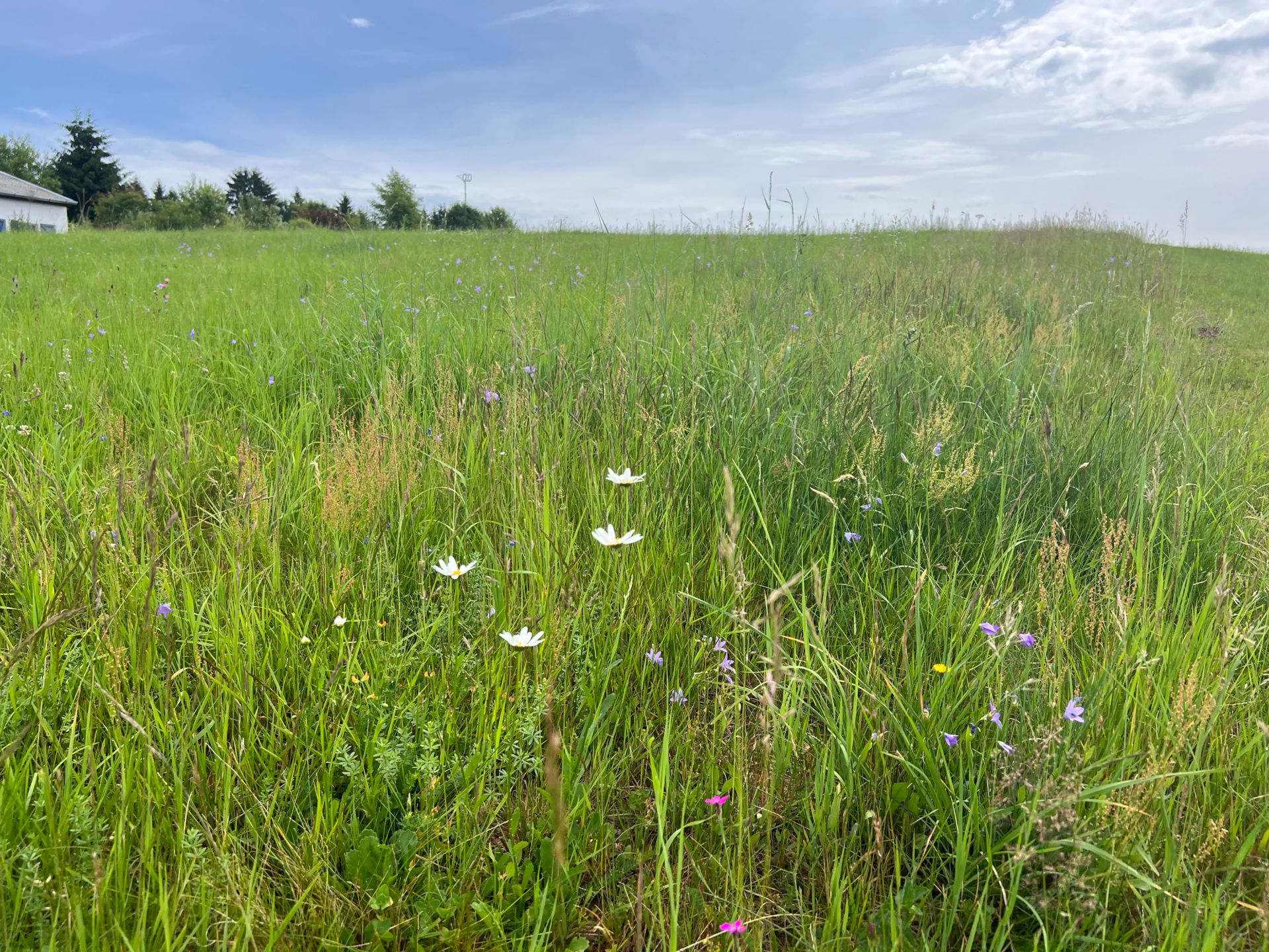 Die Wiese nach der Artanreicherung