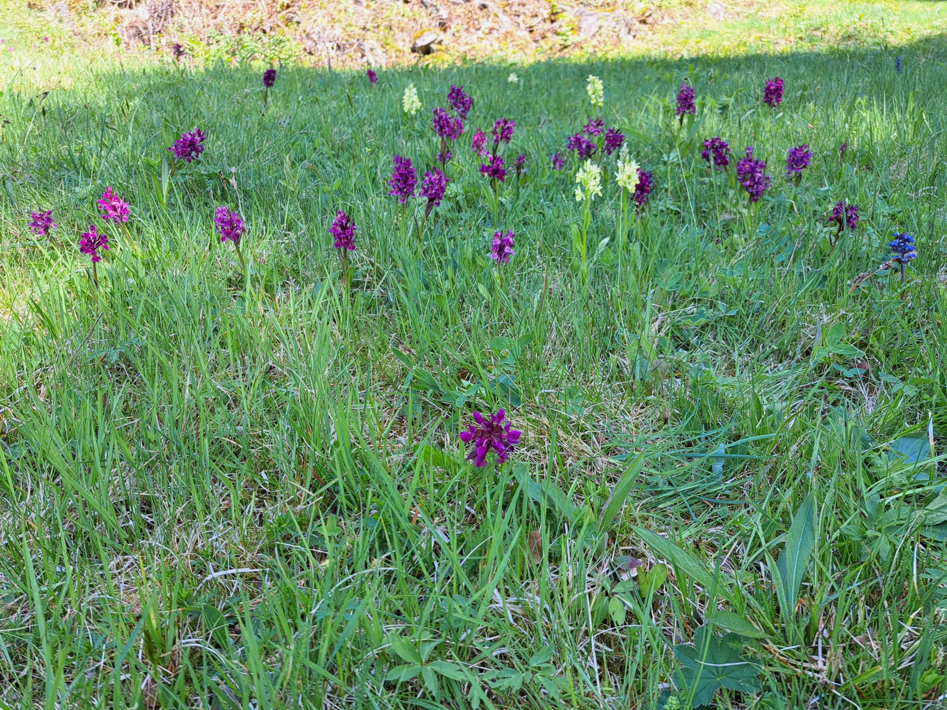 Das Holunderknabenkraut, auch Adam und Eva genannt, kommt in gelben und roten Farbvarianten vor. 