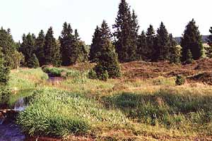 Goldseifenhügel (Böhmerwald/Waldhausen)