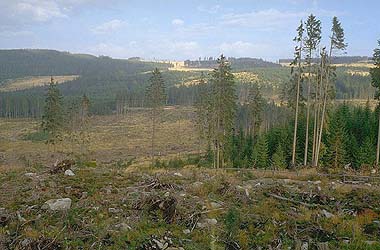 Bewirtschafteter Hochwald Prasily (Stubenbach)